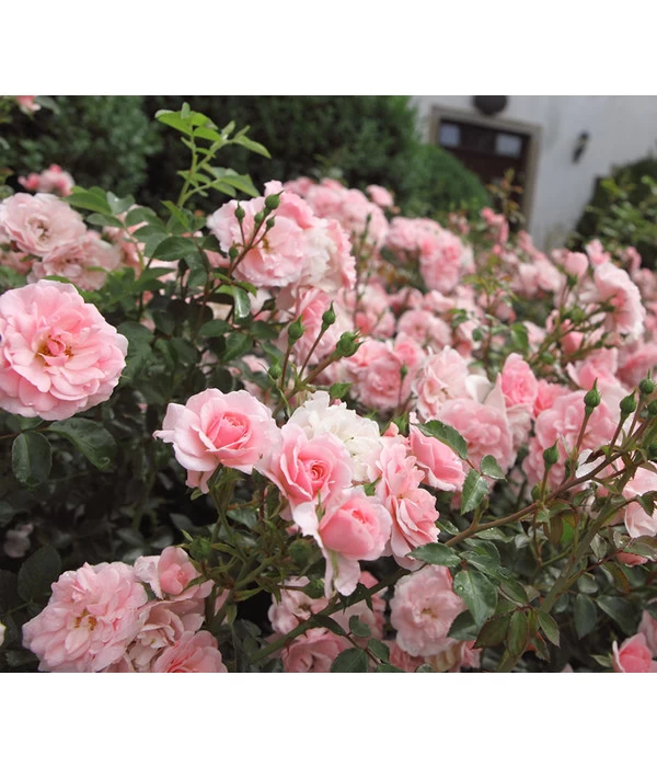 Bodendeckerrose 'The Fairy®', Rosa 1 Bodendeckerrose 'The Fairy®', Rosa