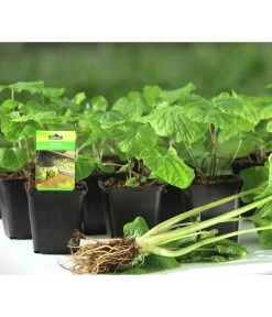 Wasabi -Gartenpflanzen Verkauf 20120718 WE MO 001 Wasabi Gs kleine Planzen 03