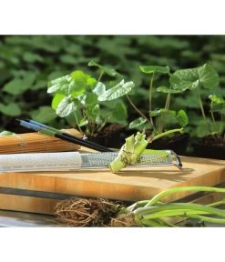 Wasabi -Gartenpflanzen Verkauf 20120718 WE MO 002 Wasabi Gs Reibe Matte Totale