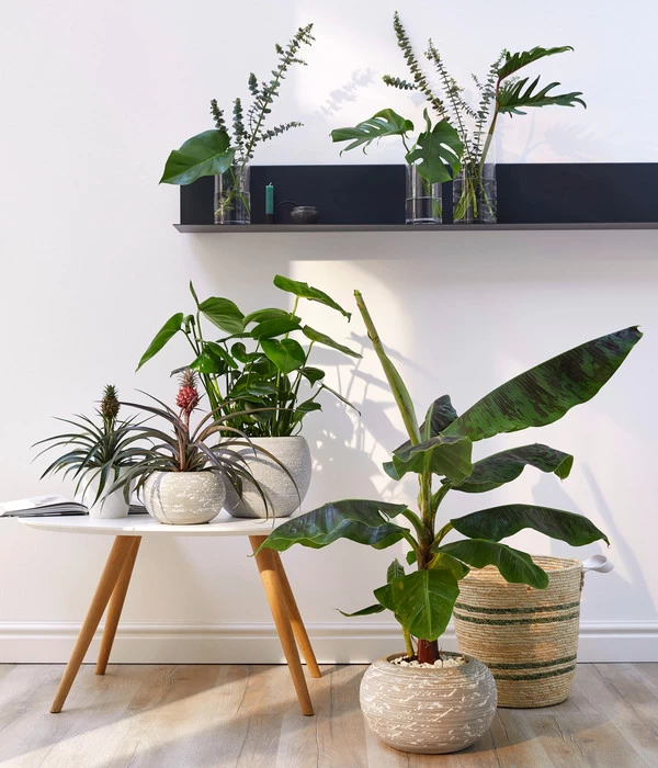 Banane 'Dwarf Cavendish' 3 Banane 'Dwarf Cavendish' – Bild 3