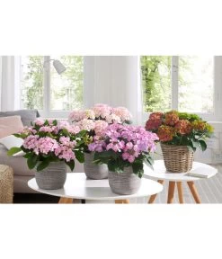 Hortensie - Hydrangea Macrophylla 'Tiffany' -Gartenpflanzen Verkauf 20180522 PR MO 002 HortensienPremium