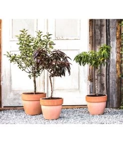 Zwergpfirsich 'Amber Pix Zee' 8 Zwergpfirsich 'Amber Pix Zee' -Gartenpflanzen Verkauf 20190626 WE MO 002 ZwergundSaeulenobst GC10 2020 2