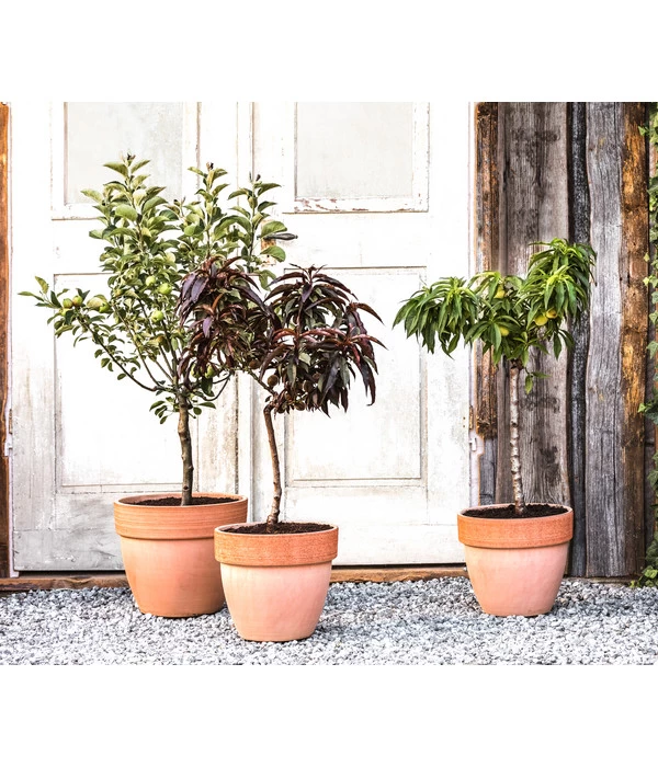 Zwergpfirsich 'Amber Pix Zee' 3 Zwergpfirsich 'Amber Pix Zee' – Bild 3