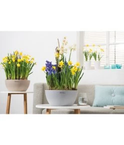 LECHUZA® Kunststoff-Schale Cubeto Stone, Rund -Gartenpflanzen Verkauf 2182541 2182582 2182547 2180354 WE MO 002 LECHUZACubetoColor