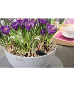 LECHUZA® Kunststoff-Schale Cubeto Stone, Rund -Gartenpflanzen Verkauf 2182574 2180354 WE MO 016 LECHUZACubetoColorrundgranit