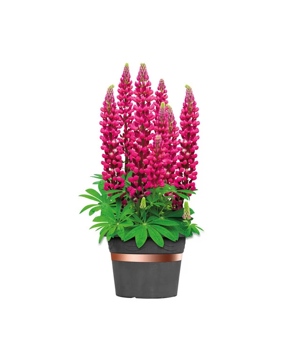 Dehner Bio Schneckenband Kupfer, 5 M 3 Dehner Bio Schneckenband Kupfer, 5 M – Bild 3