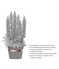 Dehner Bio Schneckenband Kupfer, 5 M 7 Dehner Bio Schneckenband Kupfer, 5 M -Gartenpflanzen Verkauf 2536555 WE IG 001 DehnerBioSchneckenbandKupfer5m