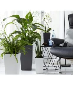Air So Pure® Einblatt - Spathiphyllum Wallisii 'Sensation' -Gartenpflanzen Verkauf 2539567 WE MO 002 KunststoffTopfEliseWeissTaupeAnthrazitFotoshootingUveSauerFebruar2016