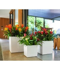 LECHUZA® CUBE, All-in-One Set -Gartenpflanzen Verkauf 2844066 WE MO 010 CubePremiumWeiss 3179850 3179538