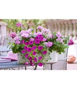 Dehner Kunststoff-Flechtkasten Dallas, Rechteckig 15 Dehner Kunststoff-Flechtkasten Dallas, Rechteckig -Gartenpflanzen Verkauf 2889723 2889822 WE MO 008 DehnerKunststoffFlechtkastenweissBlumentopfBlumenkasten