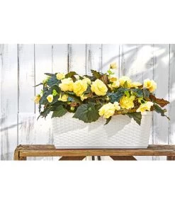 Dehner Kunststoff-Flechtkasten Dallas, Rechteckig 13 Dehner Kunststoff-Flechtkasten Dallas, Rechteckig -Gartenpflanzen Verkauf 2889723 WE MO 001 DehnerKunststoffFlechtkastenWeissBlumenkasten