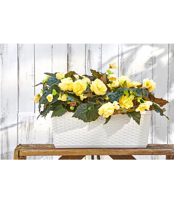 Dehner Kunststoff-Flechtkasten Dallas, Rechteckig 6 Dehner Kunststoff-Flechtkasten Dallas, Rechteckig – Bild 6