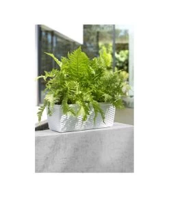 Dehner Kunststoff-Flechtkasten Dallas, Rechteckig 14 Dehner Kunststoff-Flechtkasten Dallas, Rechteckig -Gartenpflanzen Verkauf 2889723 WE MO 002 DehnerKunststoffFlechtkastenWeissBlumenkasten