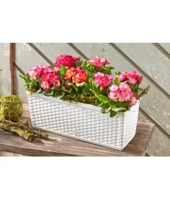 Dehner Kunststoff-Flechtkasten Dallas, Rechteckig 10 Dehner Kunststoff-Flechtkasten Dallas, Rechteckig -Gartenpflanzen Verkauf 2889822 WE MO 002 DehnerKunststoffFlechtkastenweissBlumentopf