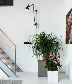 LECHUZA® CUBE, All-in-One Set -Gartenpflanzen Verkauf 3179850 3179637 WE MO 008 CubePremiumWeissTaupe