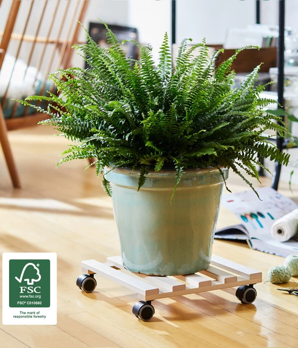 Wagner Multi Pflanzenroller Buche, 35 X 35 Cm 2 Wagner Multi Pflanzenroller Buche, 35 X 35 Cm – Bild 2