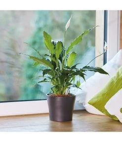 Seramis Pflanz-Granulat Für Zimmerpflanzen 9 Seramis Pflanz-Granulat Für Zimmerpflanzen -Gartenpflanzen Verkauf 394643 WE MO 004 SeramisPflanzgranulat 394650 394668 396721