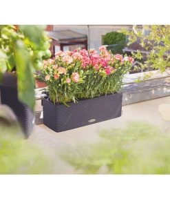 LECHUZA® BALCONISSIMA Color, All-in-One-Set, Ca. B40/H14/T14 Cm -Gartenpflanzen Verkauf 4065538 PR MO 001 Balconissima40Anthrazit