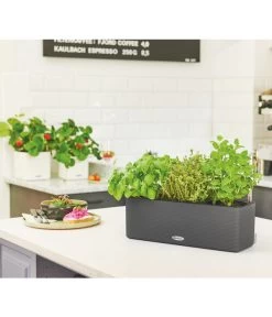 LECHUZA® BALCONISSIMA Color, All-in-One-Set, Ca. B40/H14/T14 Cm -Gartenpflanzen Verkauf 4065538 PR MO 003 Balconissima40Anthrazit