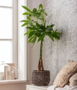 Dehner Keramik-Übertopf Stef, Rund, Braun 6 Dehner Keramik-Übertopf Stef, Rund, Braun -Gartenpflanzen Verkauf 4083325 82506059 4083325 WE MO 001 TopfStefBraunPachiraAquatica 1