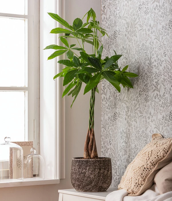 Dehner Keramik-Übertopf Stef, Rund, Braun 3 Dehner Keramik-Übertopf Stef, Rund, Braun – Bild 3