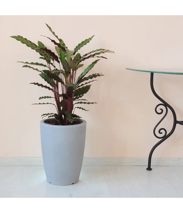 Farmet Kunststoff-Pflanzkübel Hydra 2 Farmet Kunststoff-Pflanzkübel Hydra – Bild 2