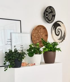 LECHUZA® CLASSICO Color, All-in-One-Set -Gartenpflanzen Verkauf 4309712 PR FS 001 ClassicoColorWeissMuskatSchiefergrau