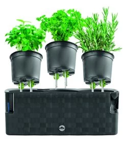 Dehner Kunststoff-Kasten Mona, Trio, Ca. B40/H14/T14 Cm -Gartenpflanzen Verkauf 4320768 PR FS 003 TopfMonaTrioAnthrazitDehnerExpressHerzig