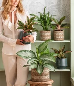 Kolbenfaden - Aglaonema 'Silverbay', Hydrokultur 7 Kolbenfaden - Aglaonema 'Silverbay', Hydrokultur -Gartenpflanzen Verkauf 4440095 WE MO 001 Aglaonema