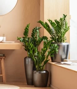 Dehner Keramik-Vase Lissabon Mit LECHUZA® Bewässerungssystem, Konisch -Gartenpflanzen Verkauf 4448833 WE MO 001 LissbonKeramik Content