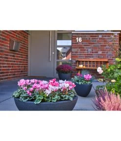 Dehner Kunststoff-Schale Miami, Oval, Anthrazit, Ca. B52/H20/T23 Cm 8 Dehner Kunststoff-Schale Miami, Oval, Anthrazit, Ca. B52/H20/T23 Cm -Gartenpflanzen Verkauf 5181409 WE MO 001 KunststoffSchiffchenAnthrazit