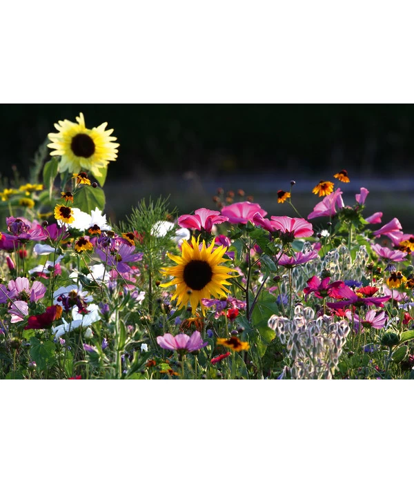 Dehner Natura Saatgut 'Bienenweide' 2 Dehner Natura Saatgut 'Bienenweide' – Bild 2