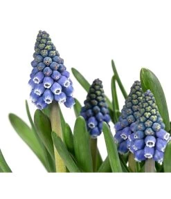Traubenhyazinthen In Zinkschale, Ca. Ø29 Cm 9 Traubenhyazinthen In Zinkschale, Ca. Ø29 Cm -Gartenpflanzen Verkauf 6019152 WE DE 001 MuscariMarleen2T11Traubenhyazinthe