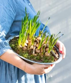 Traubenhyazinthen In Zinkschale, Ca. Ø29 Cm 7 Traubenhyazinthen In Zinkschale, Ca. Ø29 Cm -Gartenpflanzen Verkauf 6019152 WE MO 001 ZinkschaleTraubenhyazinthen