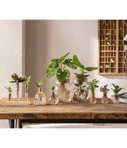 Waterplant Balsamapfel Im Kugelglas - Clusia Rosea 'Princess', Mit LED -Gartenpflanzen Verkauf 6125066 WE MO 001 WaterPlants 1