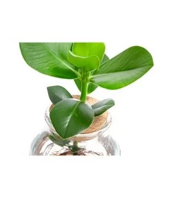 Waterplant Balsamapfel Im Kugelglas - Clusia Rosea 'Princess', Ca. 30 Cm 7 Waterplant Balsamapfel Im Kugelglas - Clusia Rosea 'Princess', Ca. 30 Cm -Gartenpflanzen Verkauf 6125082 WE DE 001 WaterPlantsClusia12cm