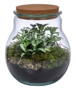 Flaschengarten DIY-Set Fittonia, 6-teilig, Ca. Ø15/H18 Cm