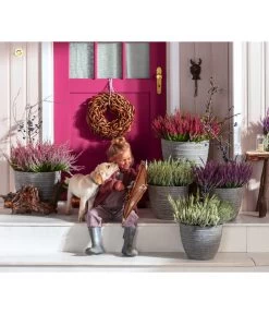 Knospenheide, Verschiedene Sorten 14 Knospenheide, Verschiedene Sorten -Gartenpflanzen Verkauf 6347207 7084932 WE MO 001 Cococut Knospenheide Prunus