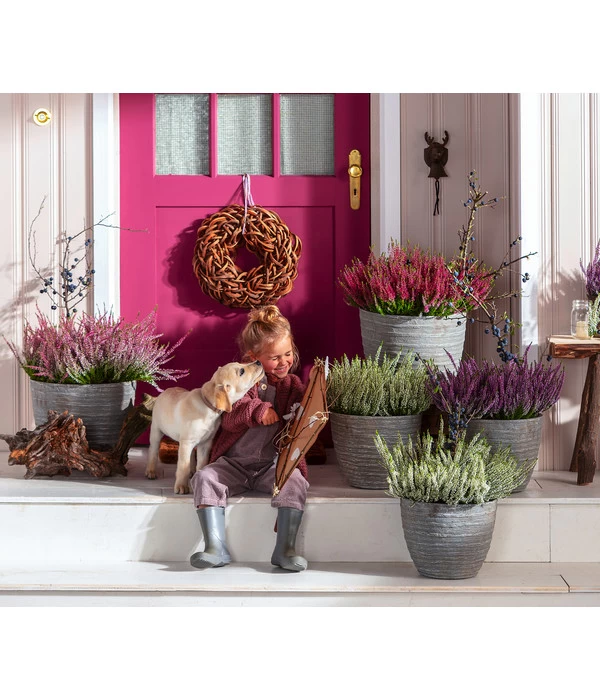 Knospenheide, Verschiedene Sorten 6 Knospenheide, Verschiedene Sorten – Bild 6