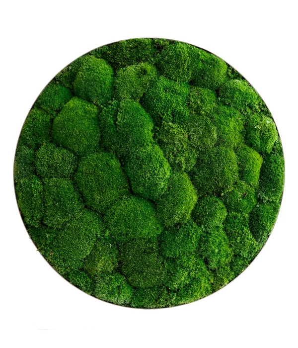 StyleGREEN Bild Aus Kugelmoos, Ellipsoid, Ca. Ø54 Cm 1 StyleGREEN Bild Aus Kugelmoos, Ellipsoid, Ca. Ø54 Cm