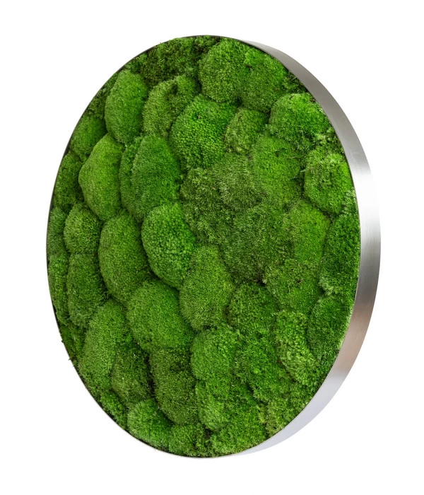 StyleGREEN Bild Aus Kugelmoos, Ellipsoid, Ca. Ø54 Cm 2 StyleGREEN Bild Aus Kugelmoos, Ellipsoid, Ca. Ø54 Cm – Bild 2