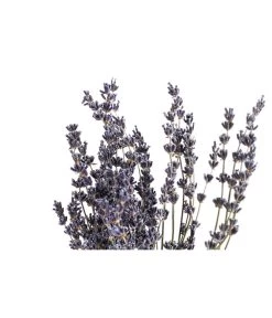 Trockenblumenbund Lavendel -Gartenpflanzen Verkauf 6491682 PR DE 001 LavendeltiefblauBund DehnerExpressHerzig