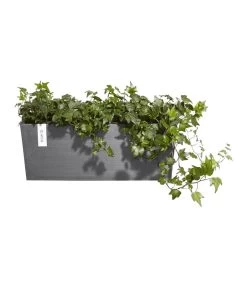 Ecopots Kunststoff-Kasten Bruges Hängend, Rechteckig, Grau, Ca. B55/H21/T20 Cm 8 Ecopots Kunststoff-Kasten Bruges Hängend, Rechteckig, Grau, Ca. B55/H21/T20 Cm -Gartenpflanzen Verkauf 6614416 WE FS 003 EcopotsKunststoffKastenBrugeshaengendrechteckiggrau