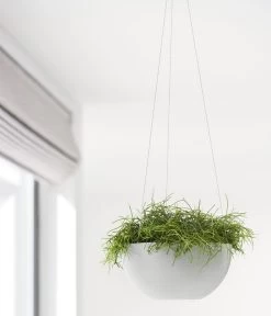 Ecopots Kunststoff-Hängeampel Brussels, Rund, Ca. Ø26,5/H13 Cm -Gartenpflanzen Verkauf 6614606 WE MO 001 EcopotsKunststoffHaengeampelBrusselsrund