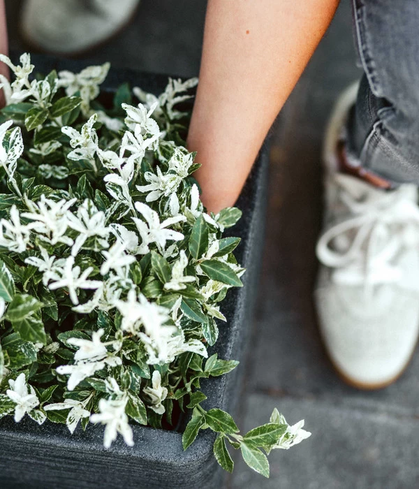 Capi Europe Kunststoff-Topf Rib, Quadratisch 4 Capi Europe Kunststoff-Topf Rib, Quadratisch – Bild 4