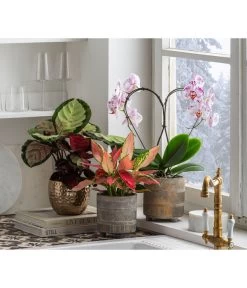 Dehner Beton-Übertopf Nola, Rund, Grau-kupfer -Gartenpflanzen Verkauf 6732499 6732929 6784912 WE MO 001 TopfNolaGold