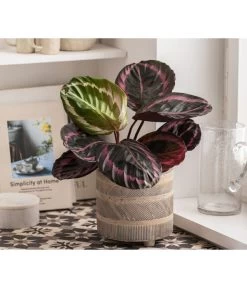 Dehner Beton-Übertopf Nola, Rund, Grau-kupfer -Gartenpflanzen Verkauf 6732499 WE MO 004 TopfNolaGold