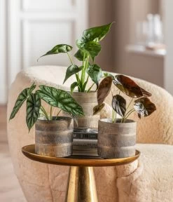 Dehner Beton-Übertopf Nola, Rund, Grau-kupfer -Gartenpflanzen Verkauf 6732515 WE MO 001 GlamourPaketNola