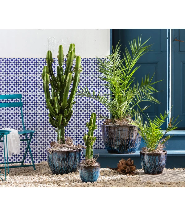 Abessinische Wolfsmilch - Euphorbia Abyssinica 2 Abessinische Wolfsmilch - Euphorbia Abyssinica – Bild 2