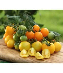 Sonnenparadeiser, Gelb